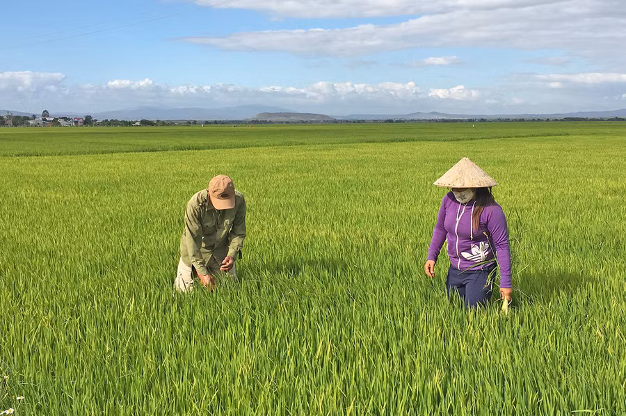 Cánh đồng lúa lớn một giống của Hợp tác xã Nông nghiệp Chư A Thai (xã Ia Ake, huyện Phú Thiện). Ảnh: Hà Duy