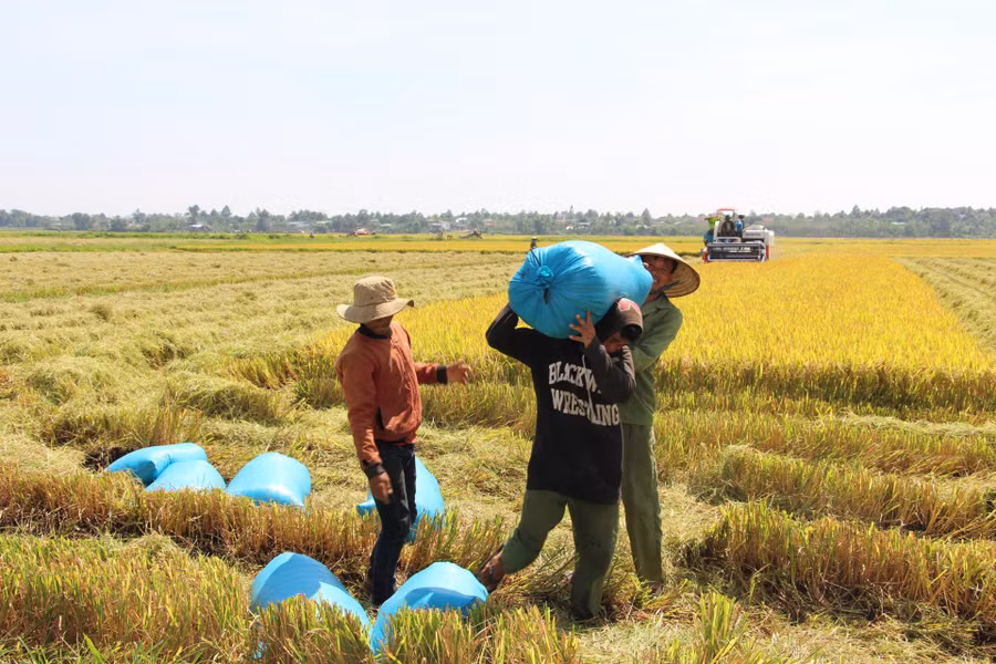 Nông dân huyện Ea Kar thu hoạch lúa.