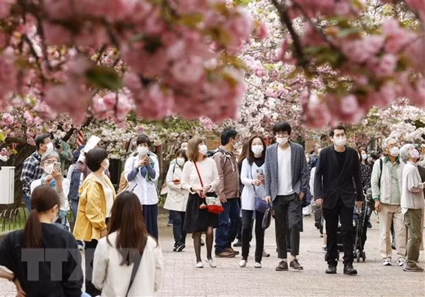 Ngắm hoa anh đào nở rộ tại Osaka, Nhật Bản. Ảnh: Kyodo/TTXVN