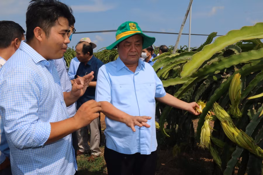 Bộ trưởng NN-PTNT Lê Minh Hoan trong chuyến khảo sát tìm hướng phát triển bền vững cây thanh long ở Bình Thuận. Ảnh: Q.H