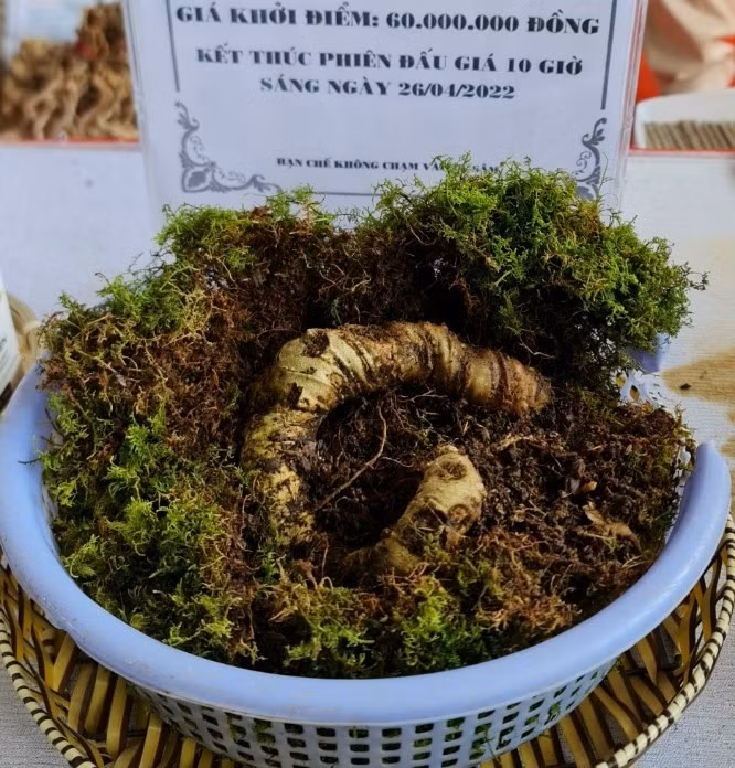 Một củ sâm khác do người dân tìm thấy trong rừng tự nhiên cũng được mang đi đấu giá. Ảnh: T.T Một củ sâm khác do người dân tìm thấy trong rừng tự nhiên cũng được mang đi đấu giá. Ảnh: T.T
