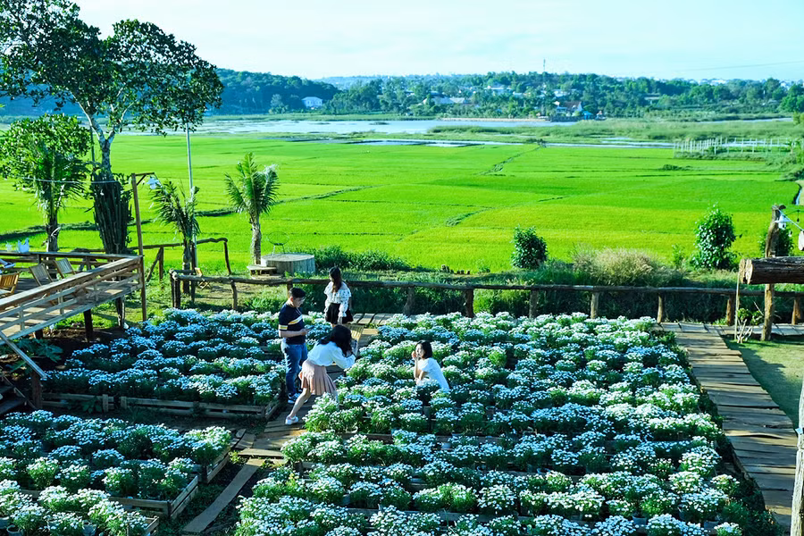 Khoảng không gian xanh mát tại Thông Farrm&Bistro-Ảnh Hoàng Ngọc