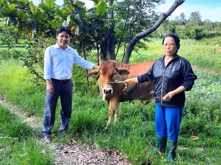 Nhiều hộ nghèo trên địa bàn thị xã An Khê được tặng bò, phát triển chăn nuôi. Ảnh: Ngọc Minh
