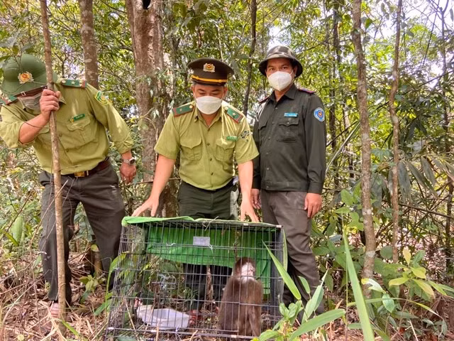 Cá thể khỉ mặt đỏ được thả ra môi trường tự nhiên