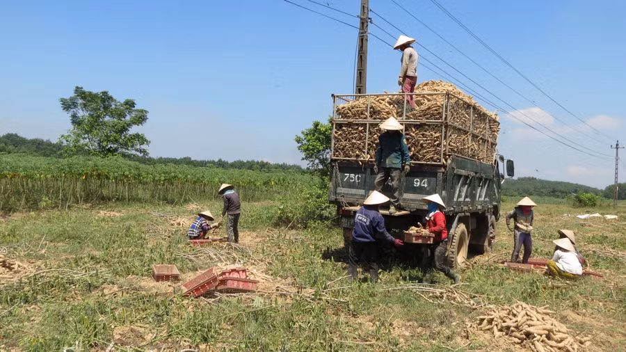  Do nhu cầu tăng cao từ thị trường Trung Quốc, từ cuối tháng 3/2022, giá sắn lát có xu hướng tăng trở lại tại hầu hết các tỉnh, giá tinh bột sắn thành phẩm tăng từ 100-200 đồng/kg. Trong ảnh: Nông dân Thừa Thiên - Huế thu hoạch sắn. Ảnh: Báo Thừa Thiên Huế.