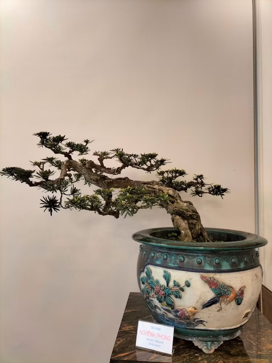 Tác phẩm cây cảnh bonsai mang tên Nghênh Phong.