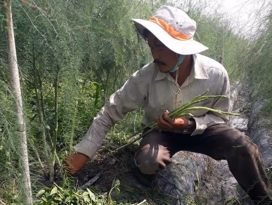 Anh Bo thu hoạch măng tây xanh, một loại được mệnh danh “rau hoàng đế” với dinh dưỡng cao. Ảnh: Duy Tân