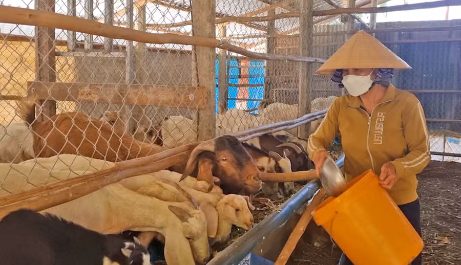 Chị Ngô Thị Duyên (thôn Đoàn Kết, xã Ayun) chăm sóc đàn dê của gia đình. Ảnh: Hà Phương