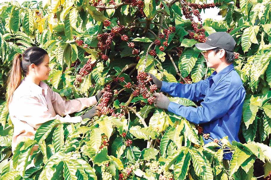  Cà phê-cây trồng chủ lực ở Ia Grai.