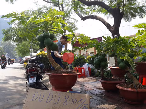Đu đủ kiểng Đu đủ kiểng