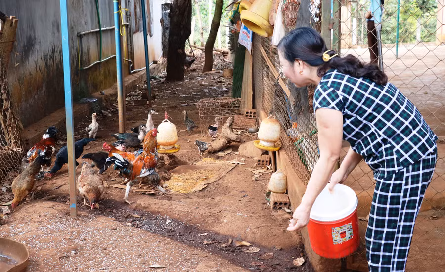Về thăm thôn "Phụ nữ kiểu mẫu" ảnh 2 Chị em chăm lo phát triển kinh tế. Ảnh: Trần Dung