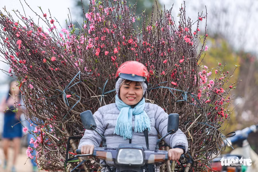 Một người phụ nữ chở một xe cành đào nở rộ mang ra chợ bán