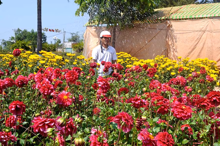 Hoa tại Chợ hoa Xuân Đức Cơ năm nay được đánh giá là đẹp và giá thành rẻ hơn các Tết trước. Ảnh: Lê Hòa