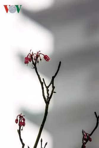  Những búp hoa in trên nền tháp Linh Phong Tự.