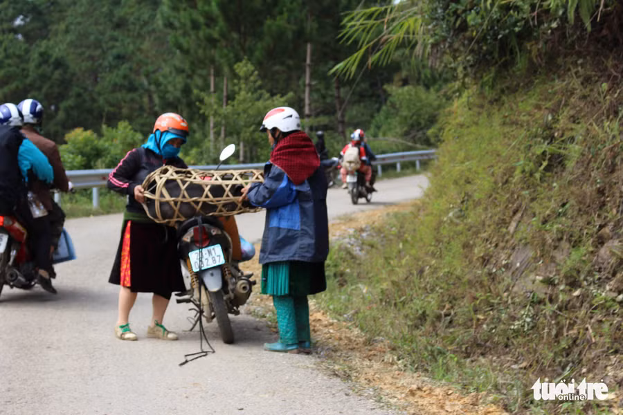 Giữa cái lạnh bủa vây, bà con miền núi cao hằng ngày vẫn đều đặn vượt núi đèo, tranh thủ bán con heo hay mớ rau để lấy tiền trang trải cuộc sống 