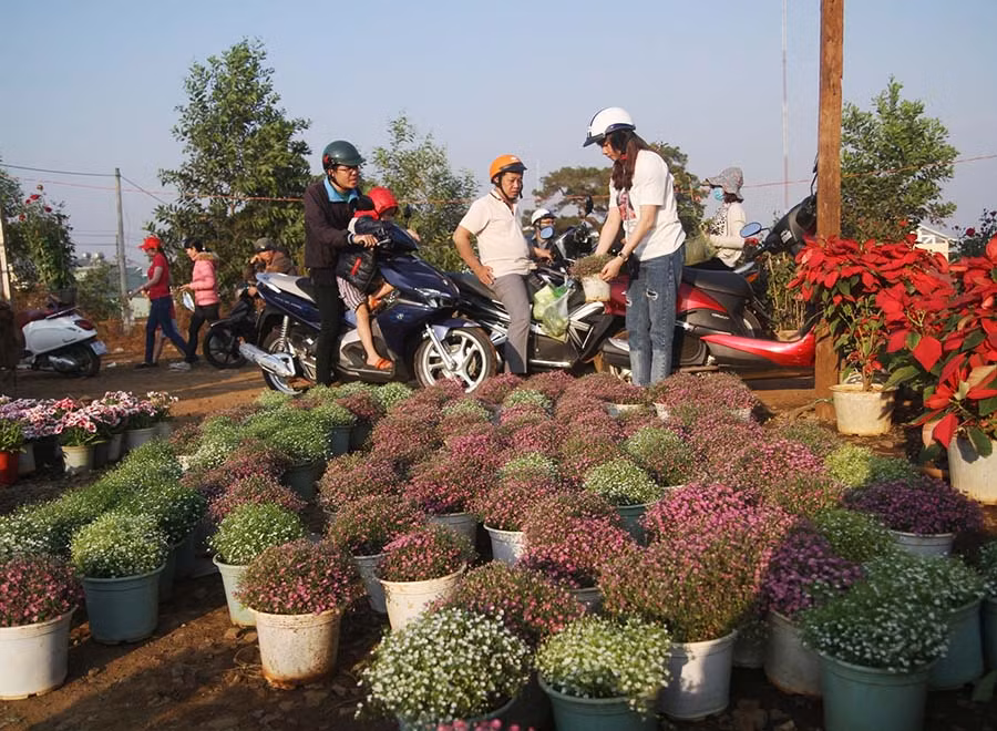 Hoa bông bi chỉ có giá 20 ngàn đồng/chậu. 