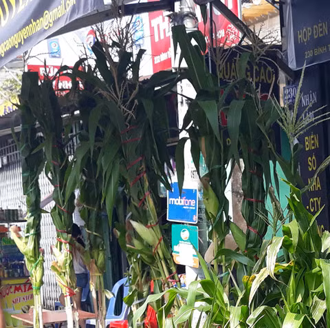 Bắp kiểng Bắp kiểng