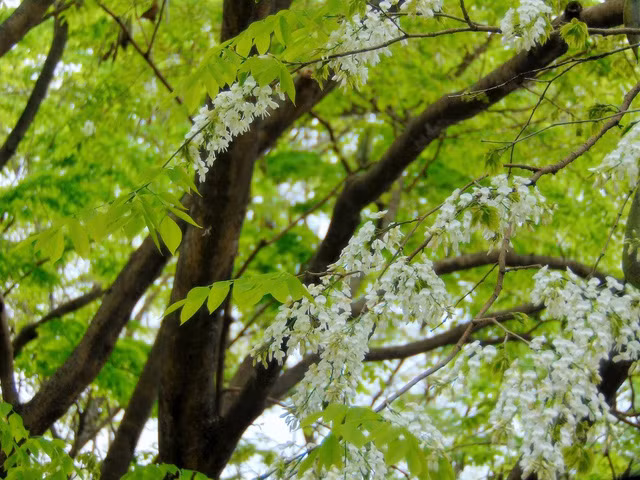 Hoa sưa mọc thành từng chùm. (Ảnh: H.N) Hoa sưa mọc thành từng chùm. (Ảnh: H.N)