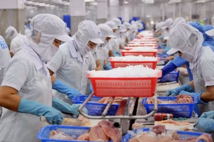 Chế biến cá tra phi lê xuất khẩu tại Công ty TNHH Hùng Cá