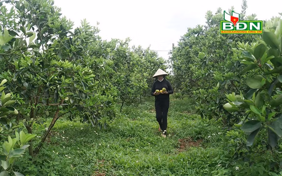 Vườn cây ăn trái để cỏ phát triển tự nhiên nhằm giữ cho đất phì nhiêu, tươi xốp