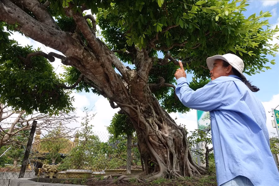 Theo anh Đông, trước đây chủ nhân của cây sộp đã chỉnh sửa cây nhưng chỉ cắt tỉa và uốn nhánh cơ bản, khi mua về anh đã thuê nghệ nhân tạo tác thành hình dáng như hiện tại.