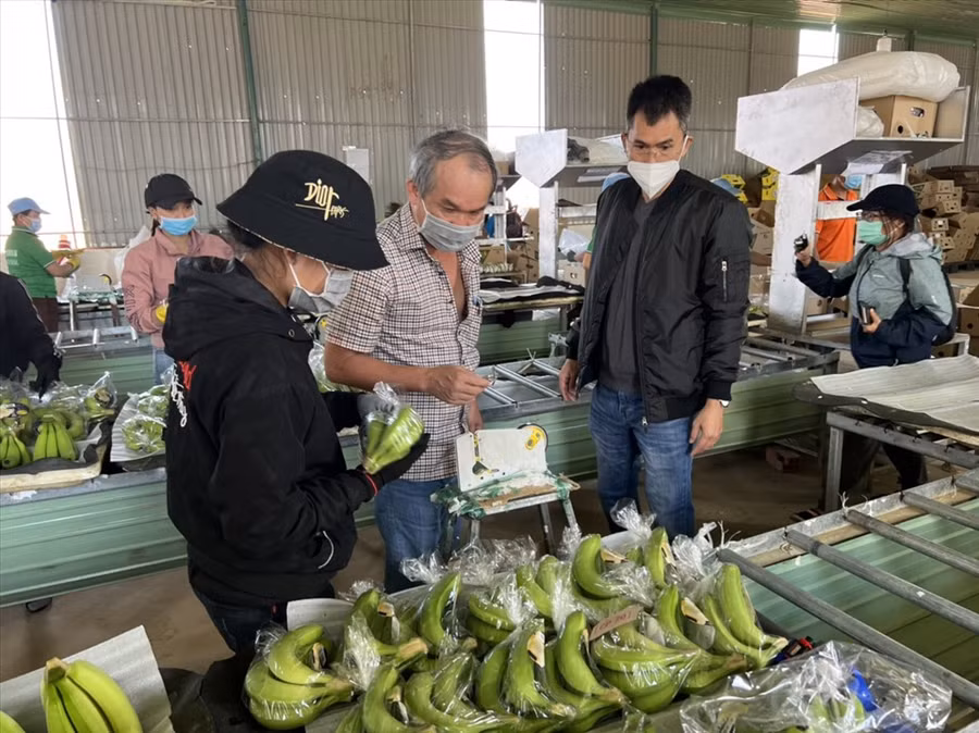 Bầu Đức kiểm tra chuối xuất khẩu trong nhà máy ở Gia Lai. Ảnh TA