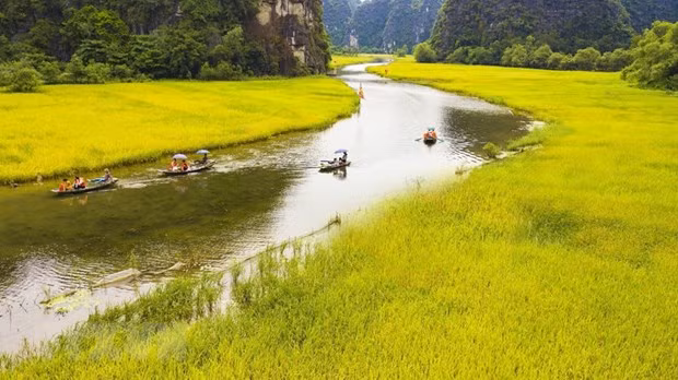 Tam Cốc mùa lúa chín. Ảnh: Minh Đức/TTXVN