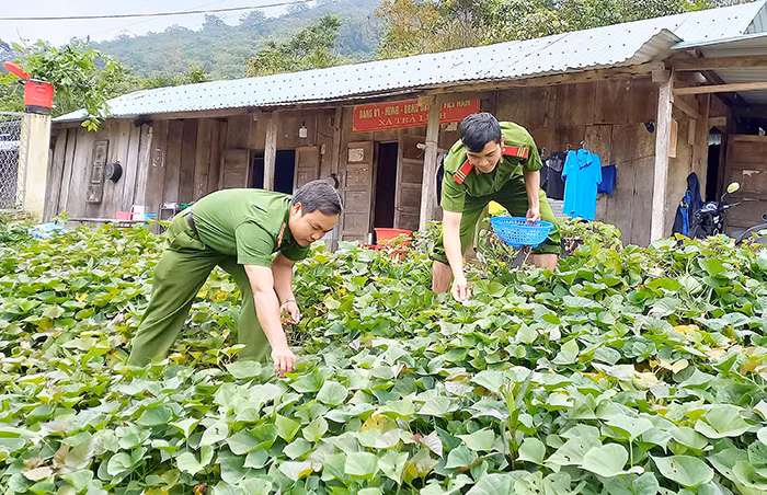 Công an xã Trà Linh hái rau trong vườn, nấu ăn tại đơn vị.