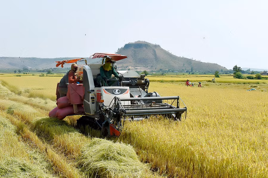 Người dân thị xã Ayun Pa thu hoạch lúa. Ảnh: Đức Thụy