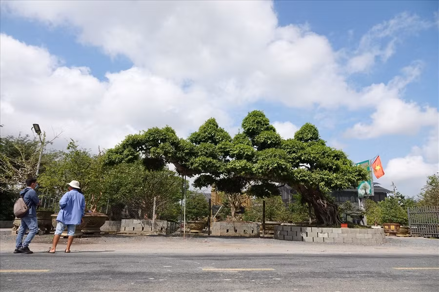 Anh Vũ Đức Đông cho biết, cách đây khoảng 10 năm anh mua cây sộp từ một người bạn. Đến thời điểm hiện tại, cây có chiều cao 4m, gốc nổi gân, dáng rồng với thân nằm ngang, cành uốn cong theo kiểu kiểng cổ. Ước tính tuổi đời của cây đã hơn 100 năm.