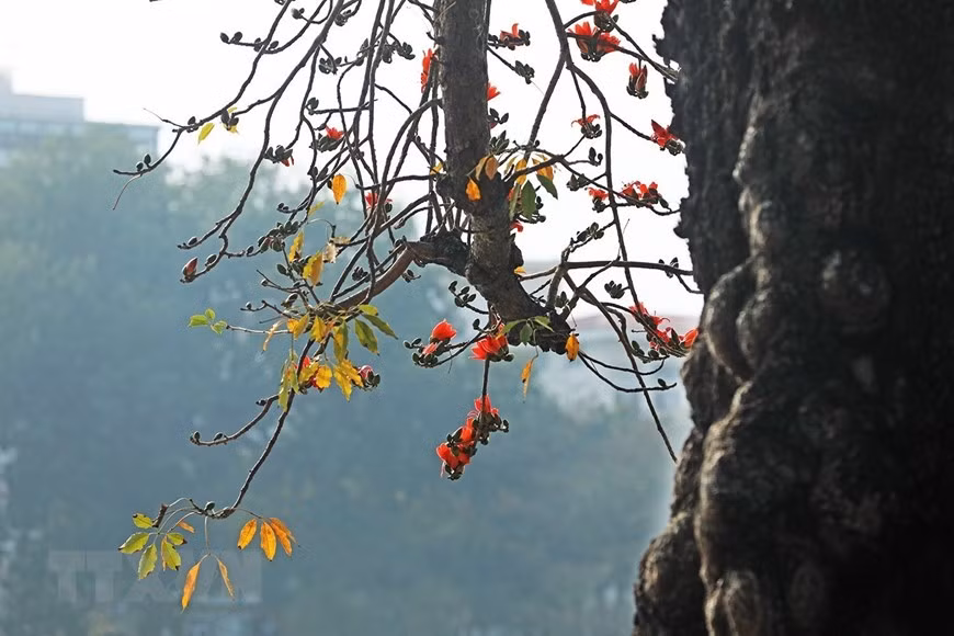 Vào mỗi độ ra hoa, vẻ đẹp sù sì, gân guốc nhưng không kém phần uy nghi của hoa gạo như những đốm lửa nhỏ bên Hồ Hoàn Kiếm luôn thu hút sự chú ý của nhiều người. Ảnh: Phạm Hậu/TTXVN