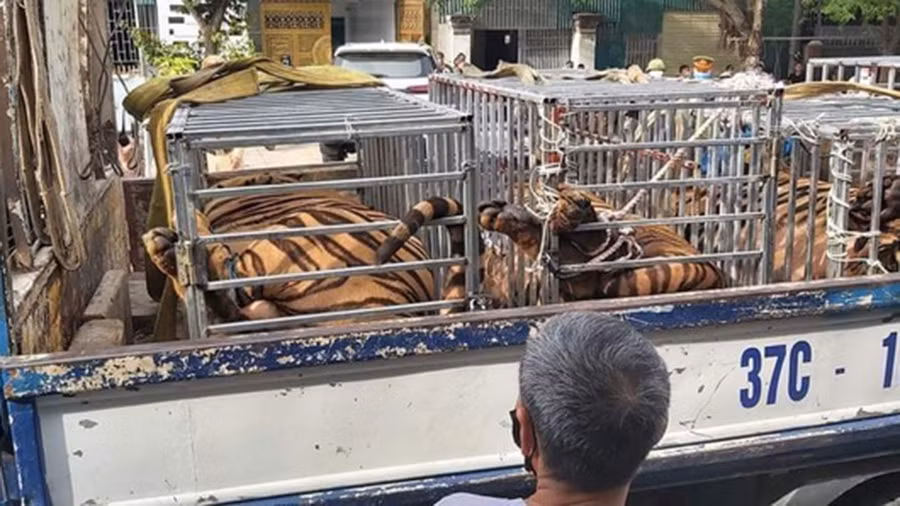 7 cá thể hổ Đông Dương được giải cứu đã bắt đầu quá trình vận chuyển từ Vườn quốc gia Pù Mát (Nghệ An) về chăm sóc, nuôi dưỡng tại Vườn quốc gia Phong Nha - Kẻ Bàng (Quảng Bình). Ảnh: T.N