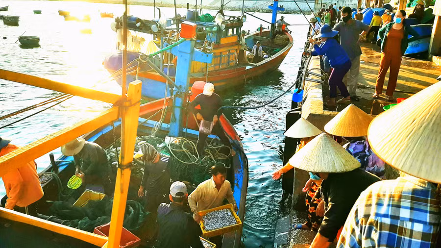 Nhộn nhịp bến cá. Ảnh: Minh Lê