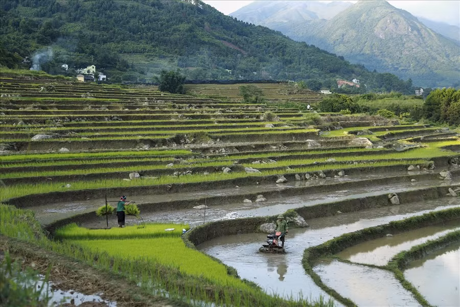 Những thửa ruộng được dẫn nước từ sâu trong các khe núi xuống đổ ải ra từng khoảng ruộng, nối nhau chảy từ bậc ruộng này sang bậc ruộng khác. Ruộng bậc thang như những bức tranh, chỗ điểm màu vàng, chỗ nhuộm sắc xanh của mạ vừa gieo, chỗ phản chiếu màu của bầu trời, sắc hồng lúc bình minh, vàng của nắng, xanh của bầu trời, những tông màu tương phản, sống động, tạo nên bức tranh thiên nhiên tuyệt đẹp của núi rừng. Những thửa ruộng được dẫn nước từ sâu trong các khe núi xuống đổ ải ra từng khoảng ruộng, nối nhau chảy từ bậc ruộng này sang bậc ruộng khác. Ruộng bậc thang như những bức tranh, chỗ điểm màu vàng, chỗ nhuộm sắc xanh của mạ vừa gieo, chỗ phản chiếu màu của bầu trời, sắc hồng lúc bình minh, vàng của nắng, xanh của bầu trời, những tông màu tương phản, sống động, tạo nên bức tranh thiên nhiên tuyệt đẹp của núi rừng.