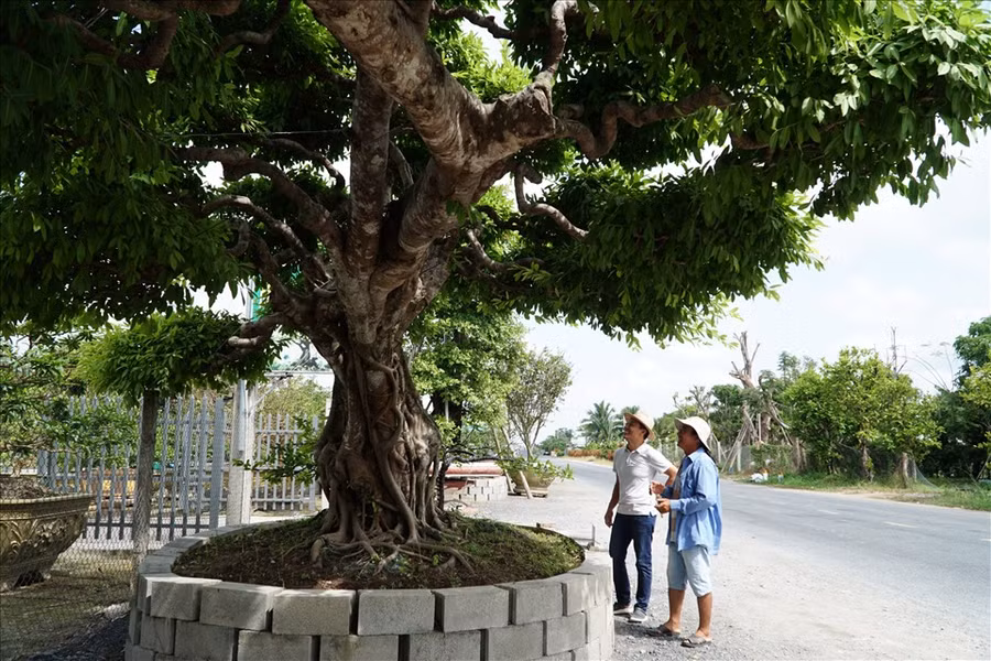  Anh cũng cho biết thêm, cây sộp này đã được nhiều anh em ngỏ ý mua, có người trả giá 3 tỉ đồng nhưng tôi chưa bán, mức giá anh đề ra là 5 tỉ đồng.