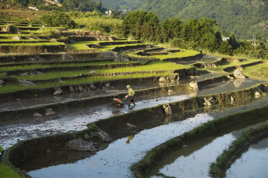 Chuẩn bị để bắt đầu cấy lúa. Chuẩn bị để bắt đầu cấy lúa.