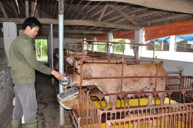 Công nhân đổ thức ăn chăm sóc đàn lợn nái tại trang trại của ông Phan Văn Miền (ở Yên Mô, Ninh Bình). Ảnh: HĐ