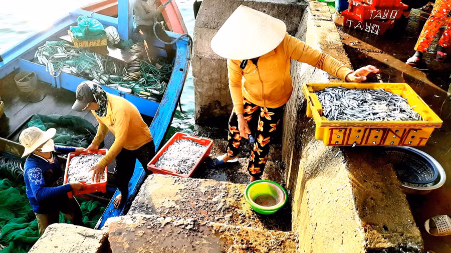 Bưng cá cơm từ thuyền lên bờ. Ảnh: Minh Lê