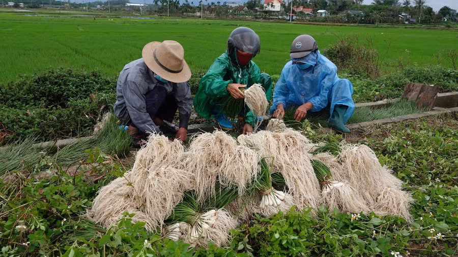 Người nông dân thu hoạch củ kiệu tại H.Bình Sơn (Quảng Ngãi). Ảnh: Phạm Anh