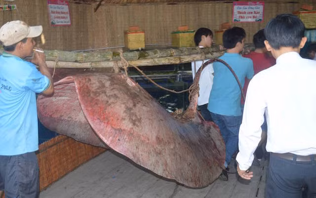 Cá đuối nặng 220 kg được ngư dân đánh bắt.