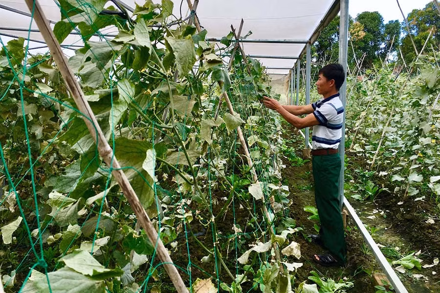  Mô hình trồng dưa sạch trong nhà lưới của anh Lê Văn Ngọc (tổ dân phố 13, thị trấn Phú Thiện). Ảnh: Hà Duy