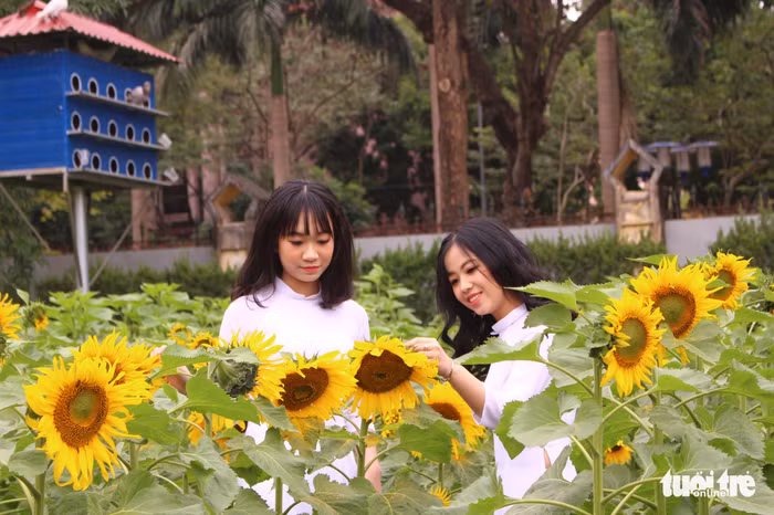 Nhiều bạn trẻ ở xa cũng lặn lội đến thủ đô chụp hình với vườn hoa hướng dương 