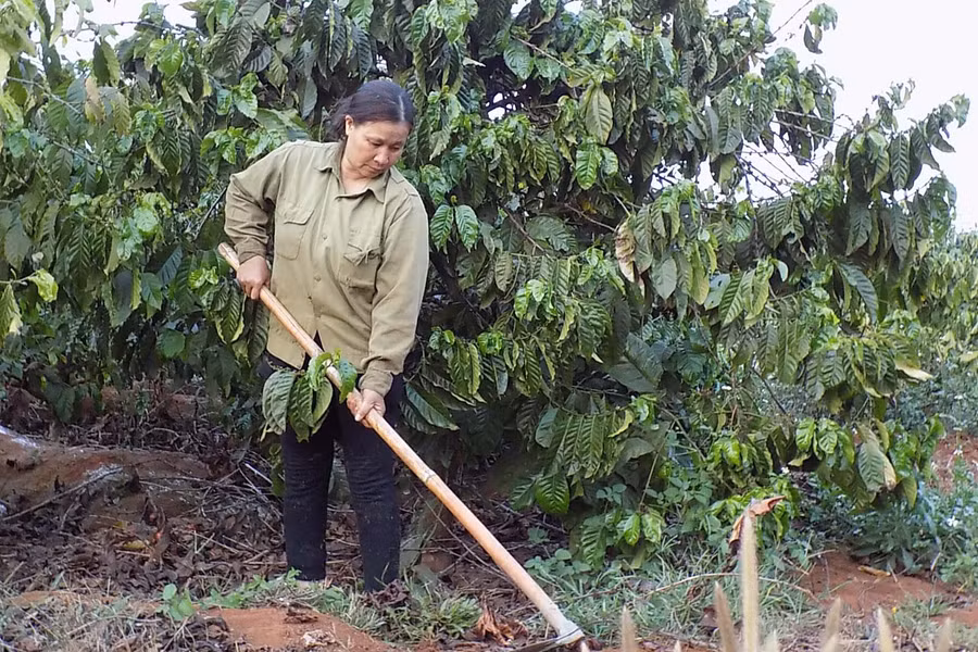 Từng bước thực hiện việc sản xuất và thu hoạch cà phê theo hướng nông nghiệp bền vững. Ảnh: L.T