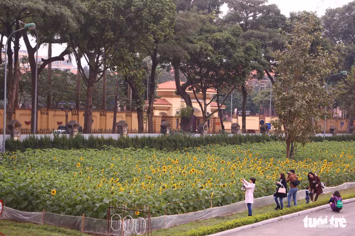 Vườn hoa hướng dương rộng 2.000m2 đang bung nở. Ban quản lý cắt cử bảo vệ trông coi mỗi ngày, căng dây, nilông để giữ gìn cho hoa 