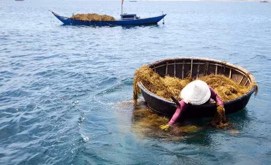 Nghề hái rong mơ ở tỉnh Quảng Nam.