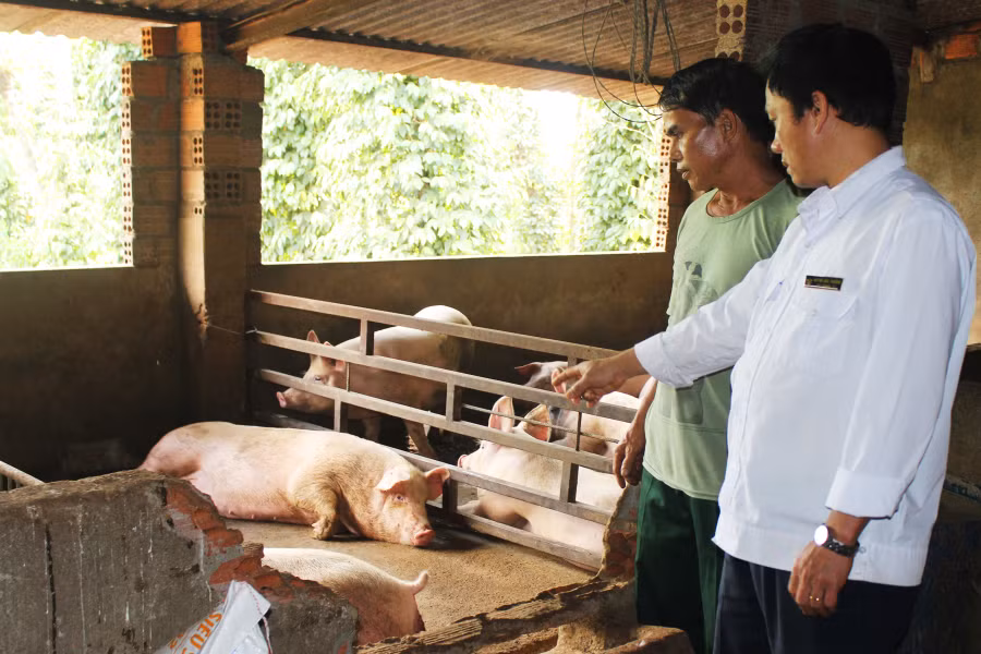 Cán bộ Trạm Chăn nuôi và Thú y Đức Cơ hướng dẫn, kiểm tra người chăn nuôi vệ sinh chuồng trại. Ảnh: N.T