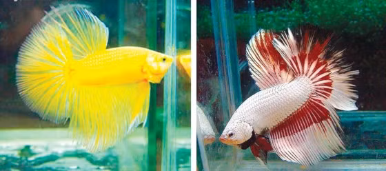 Cá betta Cá betta