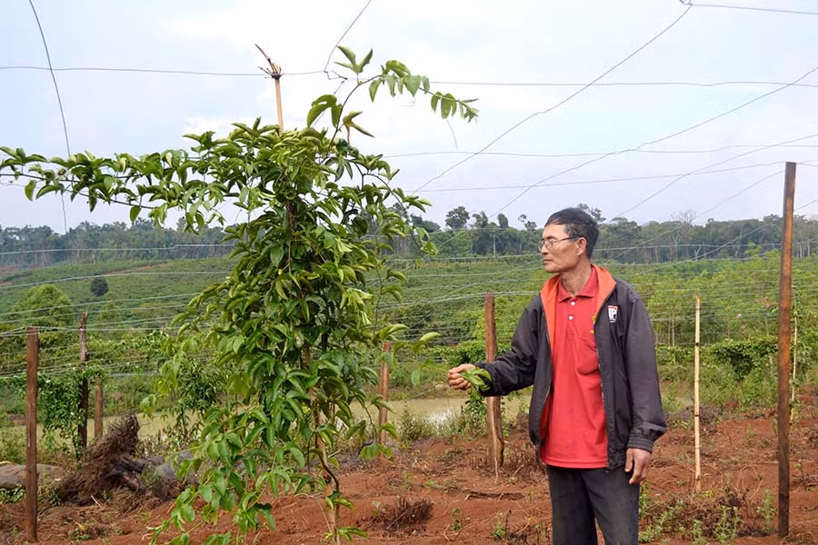  Vườn chanh dây èo uột, 8 tháng mới chỉ bám giàn của gia đình anh Kiên. Ảnh: H.L