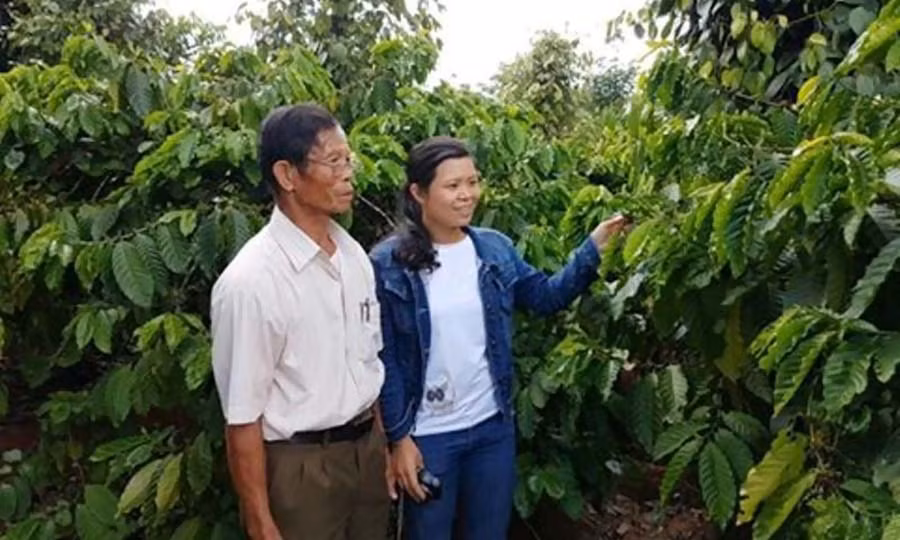  Cựu chiến binh Phạm Văn Nhung đã trở thành tỷ phú nhờ trồng hồ tiêu và cà phê. Ảnh: H.T