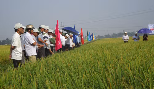 Mô hình thử nghiệm giống lúa Kim Cương 111 phát triển tốt, cho năng suất cao.